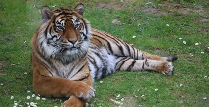 Bioparco Zoo