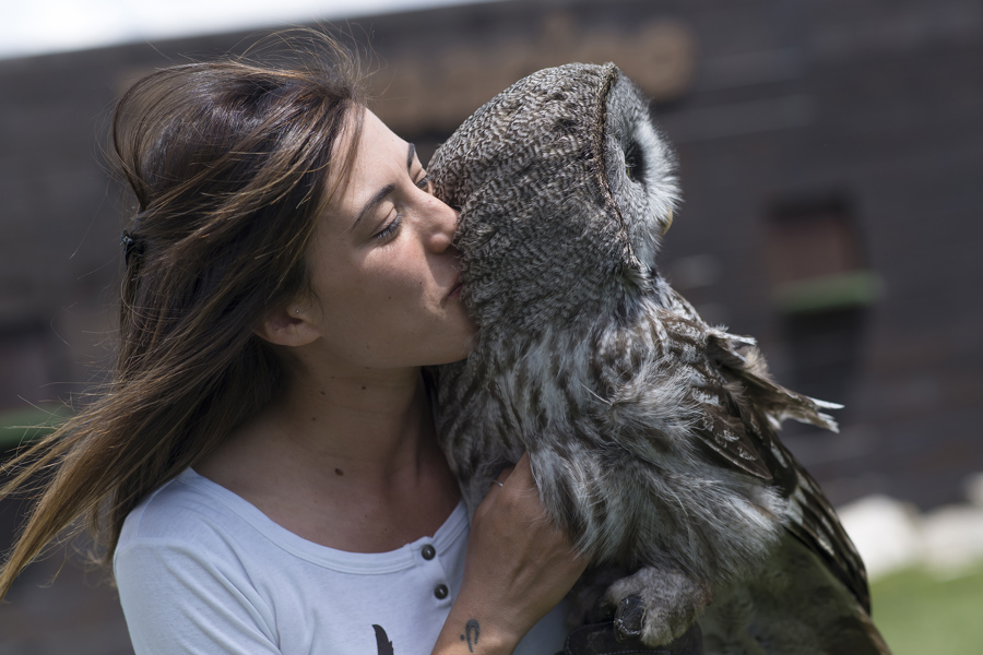 Owl