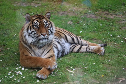 Bioparco Tiger